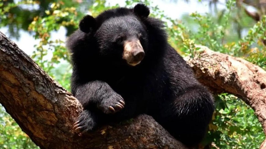 Himalayan black bear enters Kashmir University, SKIMS; wildlife dept sets trap cages