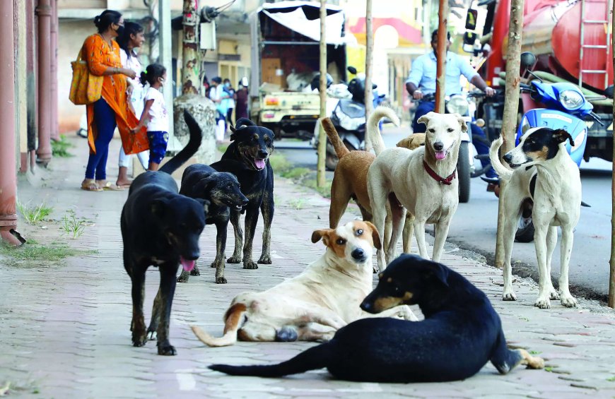 'We will ask you what is humanity': SC to petitioner over 'inhuman' treatment of stray dogs by MCD; next hearing on Jan 7