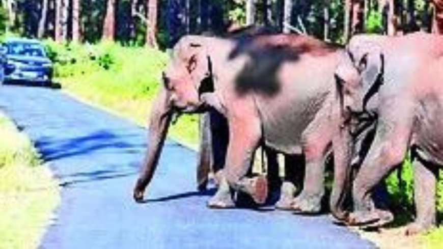 Court will always lean towards animals who suffer silently: SC