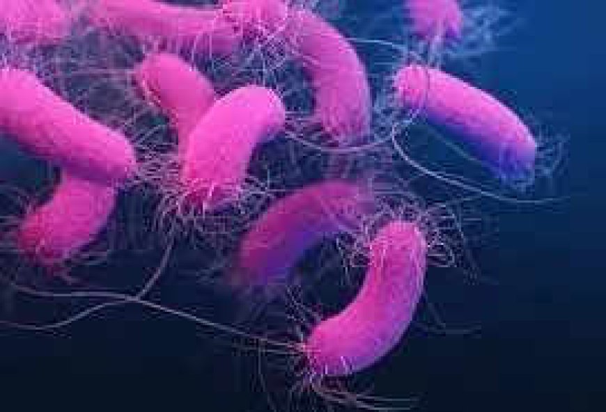 Good gut bacteria may hold key to preventing bone loss in postmenopausal women