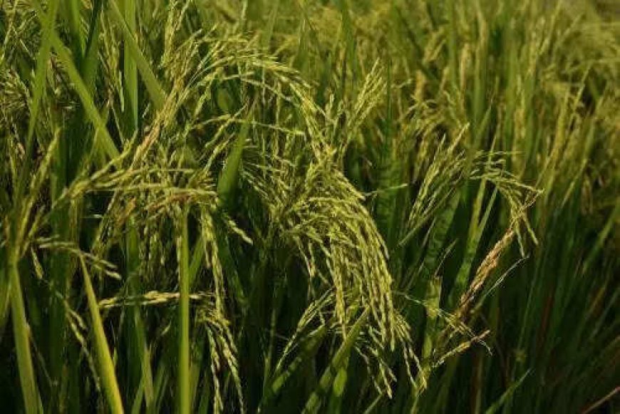 Crop damages fraud: 9 bankers, 3 insurance staff, 32 tillers booked
