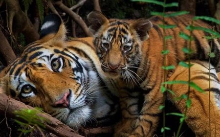 India saved its tigers. Now big cats are running out of room