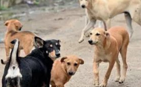 NMC orders hospitals to stock rabies drugs after Supreme Court flags stray threat
