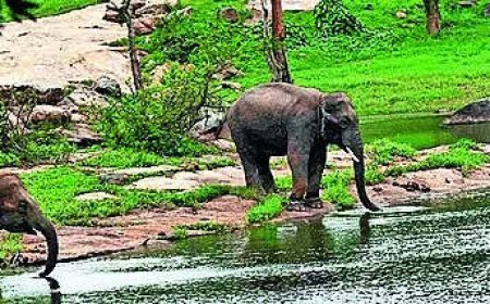 Aravalli-like row in Bengaluru: SC panel visit today