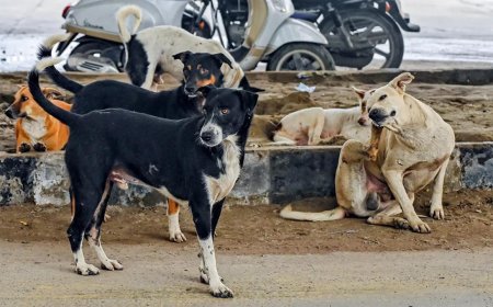 'Not even in human cases': SC observes surge in pleas over stray dogs case; hearing on Wednesday