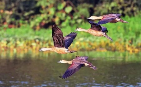 Winged visitors bank on Yamuna, ecological threats worry birders; four teams survey 22km stretch on river floodplain, spot 131 species