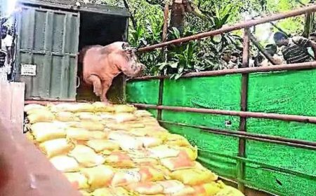 Unable to move, hippo stuck in Kolkata zoo pool for 2 weeks