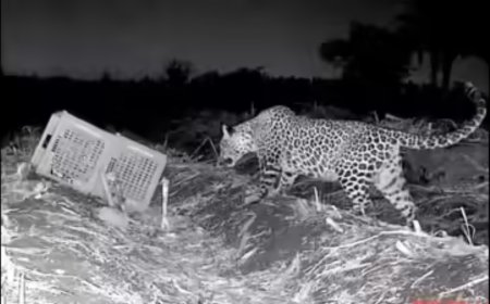 11-year-old boy saves 9-year-old sister from leopard in Sangli