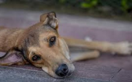 Can't allow dogs to roam inside hospital wards: Supreme Court