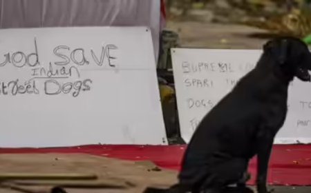 Reality different, says Supreme Court as activists argue for stray dogs