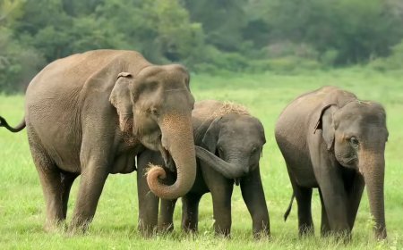 Tusker kills two more in Jharkhand, slips into Odisha