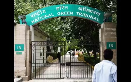To cut trees for roads, NGT bench wants national policy