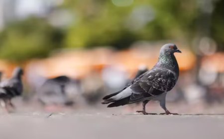 ‘Suspicious’ pigeon caught in forward village along LoC