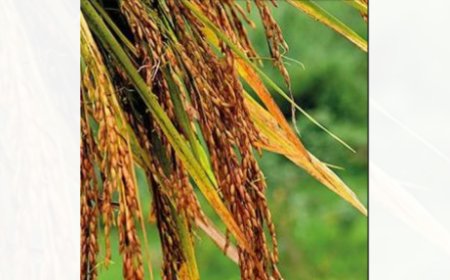 To save groundwater, Uttarkhand 'food bowl' to ban summer paddy crop