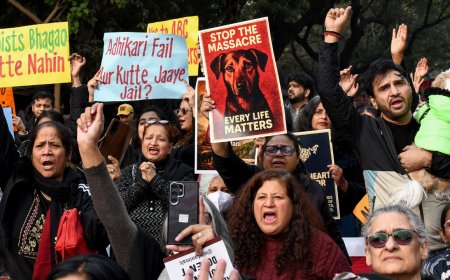 'Take them to your house': Supreme Court questions those feeding stray dogs; compensation warning for states