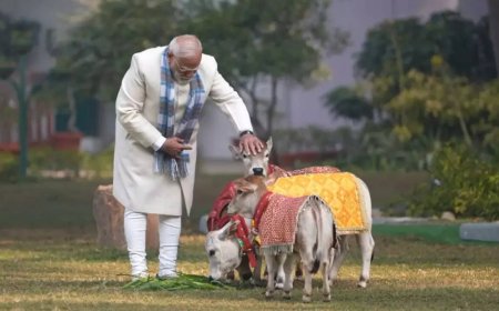 PM Modi's moment from Makar Sankranti; feeds cows at his residence — watch