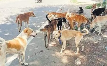 Experts warn: Mass removal of stray dogs could backfire on public health