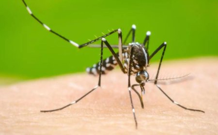 Low Vitamin D may worsen Dengue outcomes, global study raises questions for India