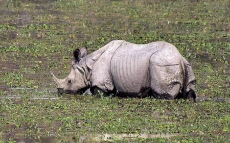 Rhinos roamed Western Ghats foothills 3,500 years ago: Study