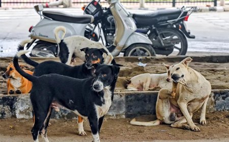 Mass dog killings rattles Telangana: 200 more canines found dead in Hanamkonda; toll rises to 1,100