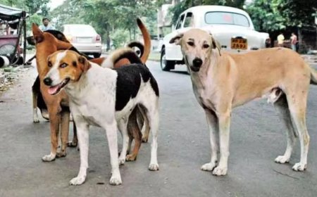 'Building castles in air': Supreme Court rebukes states over failure to enhance stray dog sterilisation capacity