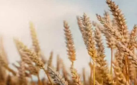 Govt likely to consider allowing export of wheat