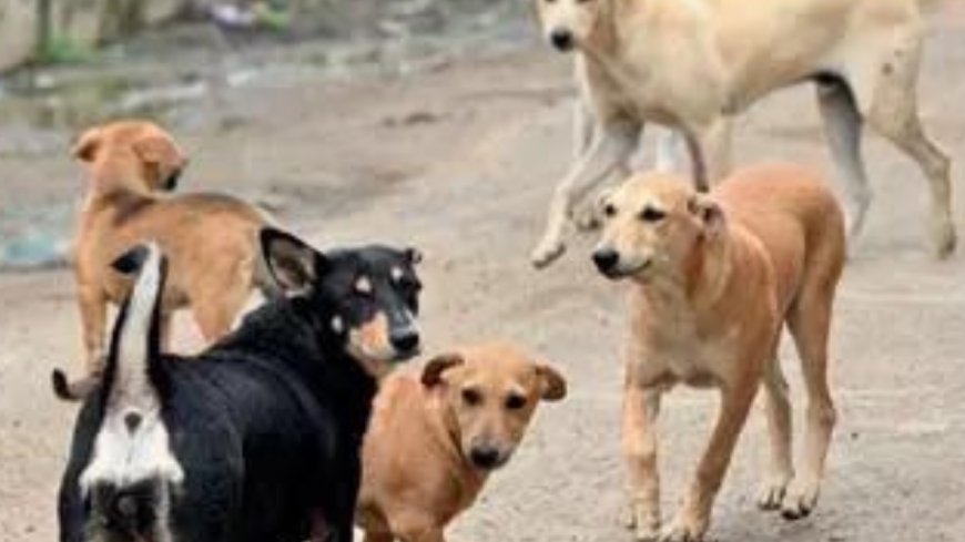 NMC orders hospitals to stock rabies drugs after Supreme Court flags stray threat