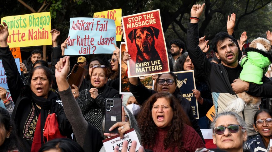 'Take them to your house': Supreme Court questions those feeding stray dogs; compensation warning for states