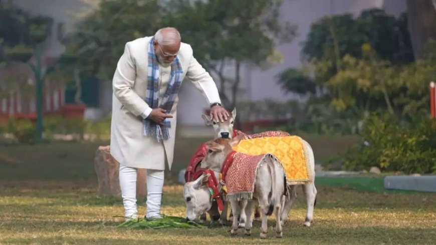 PM Modi's moment from Makar Sankranti; feeds cows at his residence — watch