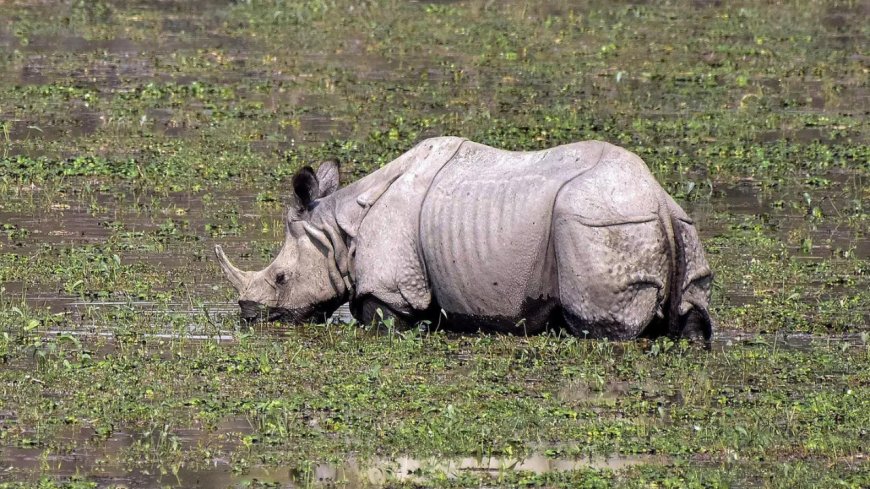 Rhinos roamed Western Ghats foothills 3,500 years ago: Study