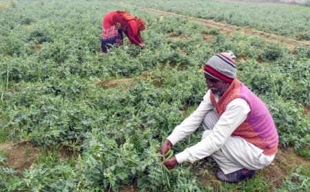 Farmers left empty-handed despite Budget hopes: BKU Charuni