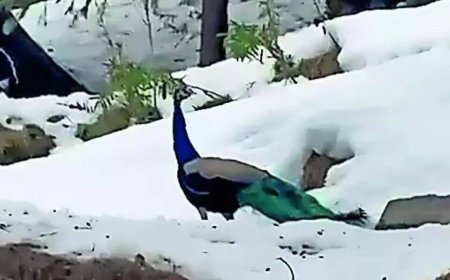 Peacocks at 6,000ft spark concerns over climate change impact