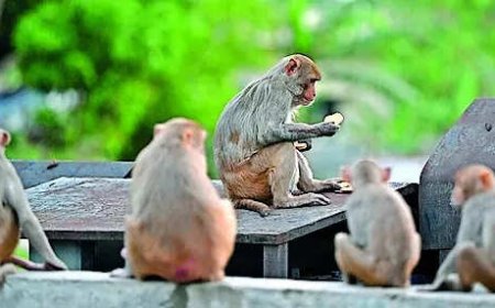 No plan for monkey sterilisation, says J&amp;K govt amid outrage over massive crop damage