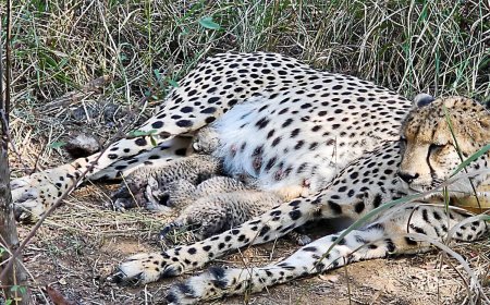 3 more cheetah cubs born in Kuno