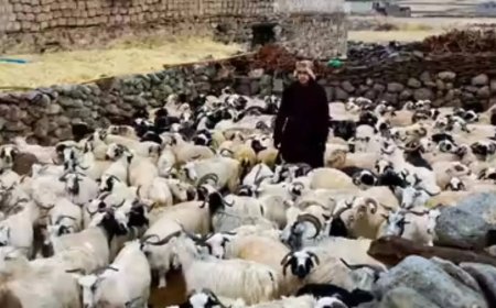 Ladakh plans to make Changthang pashmina products global brands