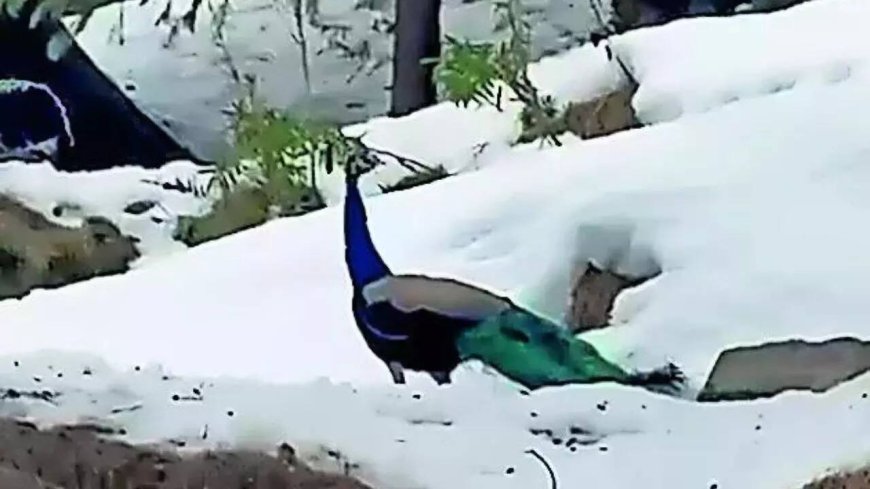 Peacocks at 6,000ft spark concerns over climate change impact