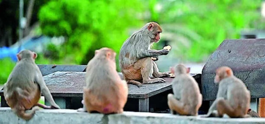No plan for monkey sterilisation, says J&amp;K govt amid outrage over massive crop damage