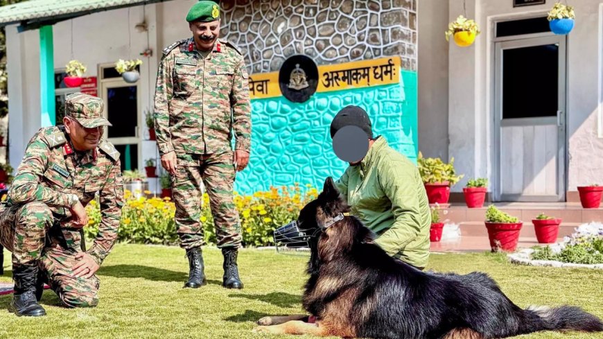 'Wounded yet in high spirits': Army shares update on braveheart dog Tyson who 'took the first bullet'