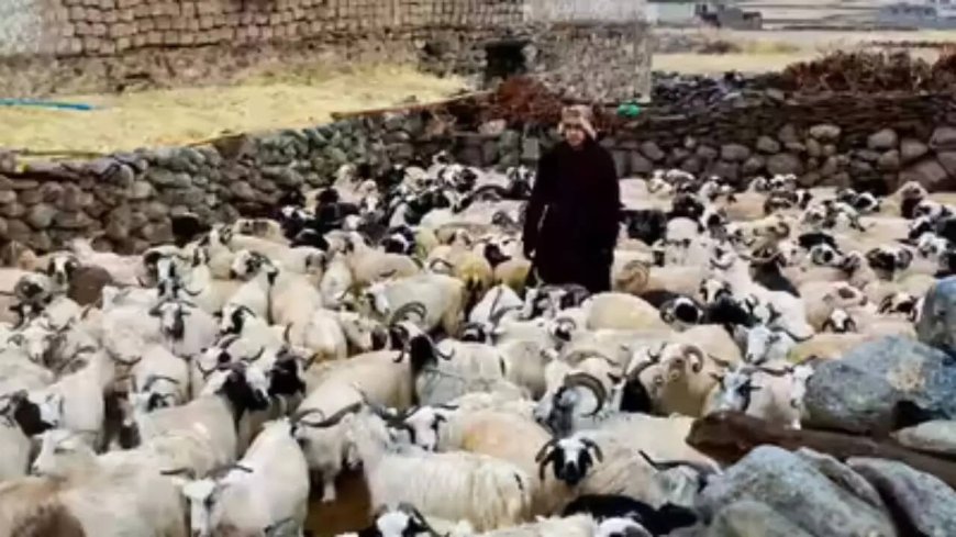 Ladakh plans to make Changthang pashmina products global brands