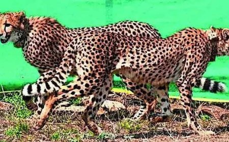 Cheetahs’ shift backs corridor plan: NTCA