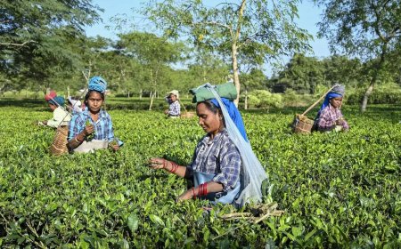 PM Modi to give land deeds to Assam tea workers