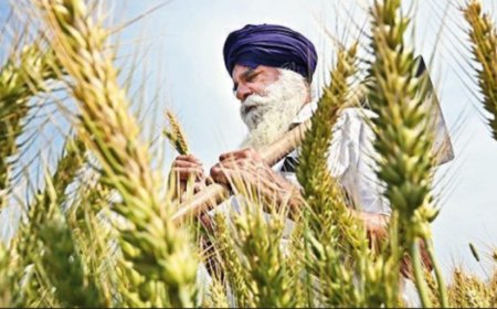 Help farmers shift from paddy to pulses, SC suggests to govt