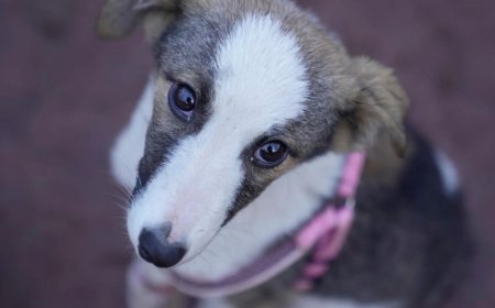 Nearly 100 stray dogs poisoned to death in Telangana village