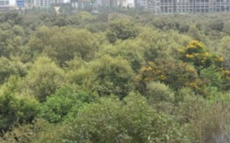 Can cut 46k mangroves for Mumbai project: SC