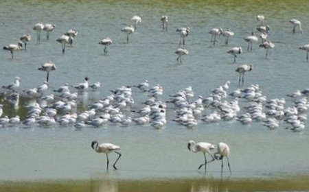 Flamingo habitats face decline as wetlands turn toxic in Navi Mumbai