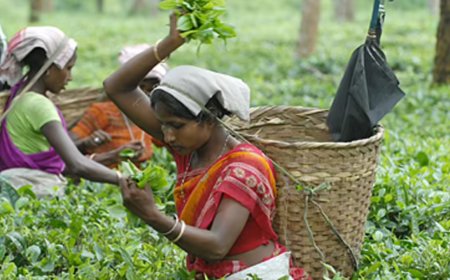 Assam tribe’s herbal remedies reveal 39 medicinal plants with healing potential: Study