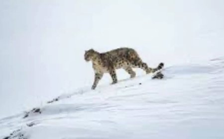 High-altitude unit spawned by Pahalgam attack, trained by AP’s Greyhounds