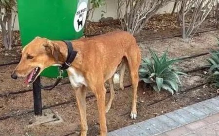 Delhi civic fines set for overhaul; fines for dogs without leash set at Rs 1,000