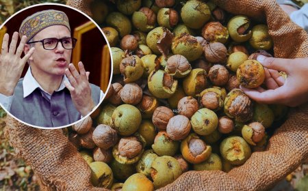 Omar backs 57-yr-old walnut felling ban law in Assembly, links it to economy, Kashmir’s identity