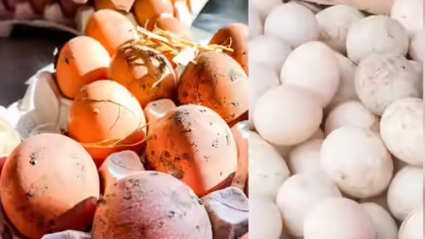 Israel-Iran war halts egg exports from Namakkal; losses estimated at Rs 5 five crore daily